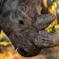 SA branding company extends its reach for the rhino cause with international documentary award nomination
